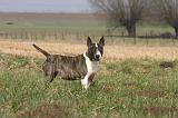 BULL TERRIER MINIATURE 329